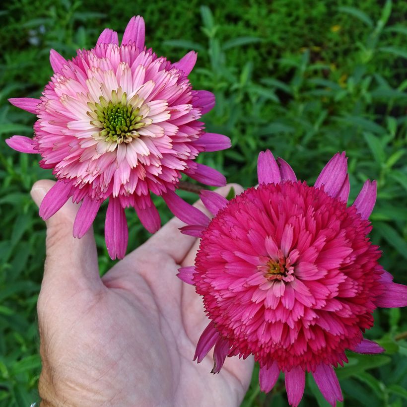 Echinacea Southern Belle - Echinacée (Flowering)