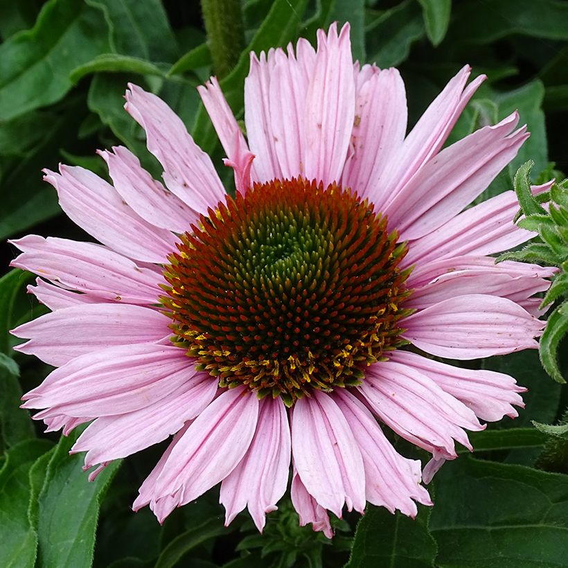 Echinacea SunSeekers Salmon - Echinacée (Flowering)