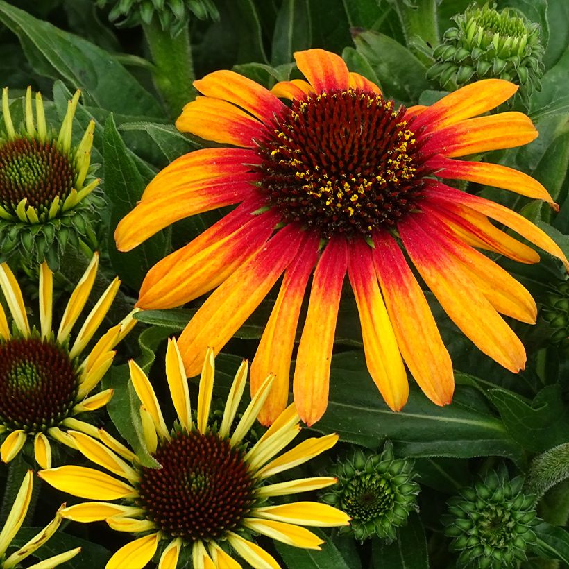 Echinacea Sunseekers Tequila Sunrise - Echinacée (Flowering)