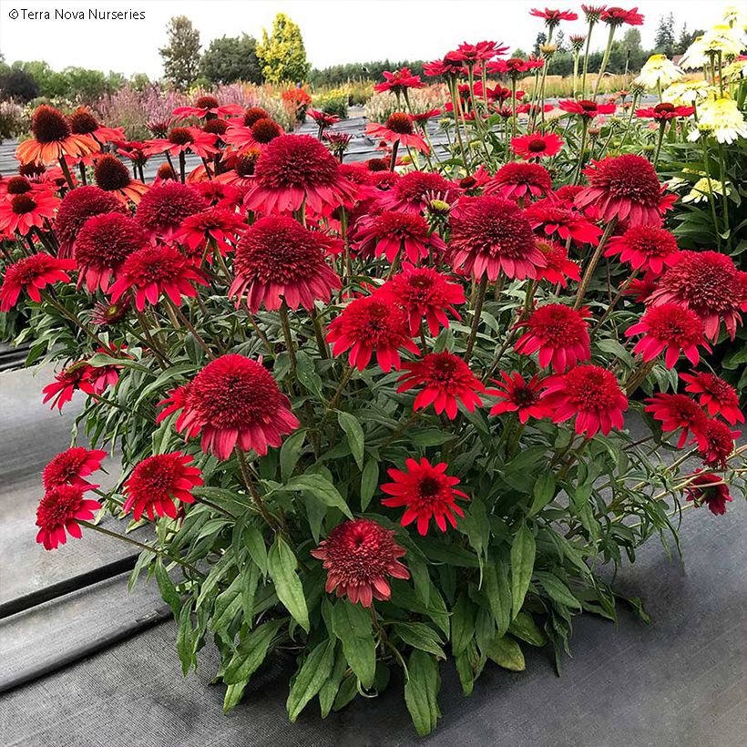 Echinacea Sunny Days Ruby - Echinacée (Plant habit)