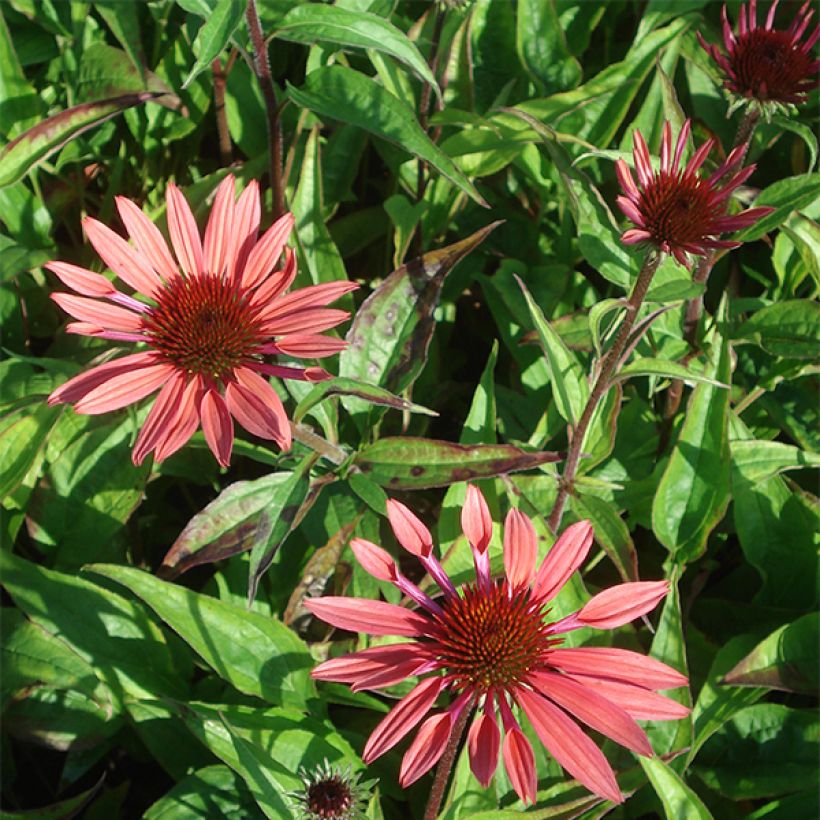 Echinacea Sunset - Echinacée (Flowering)