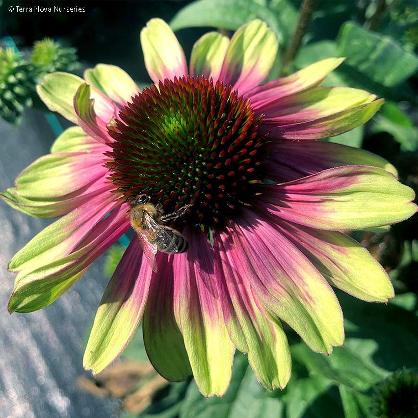 Echinacea Sweet Sandia - Echinacée (Flowering)