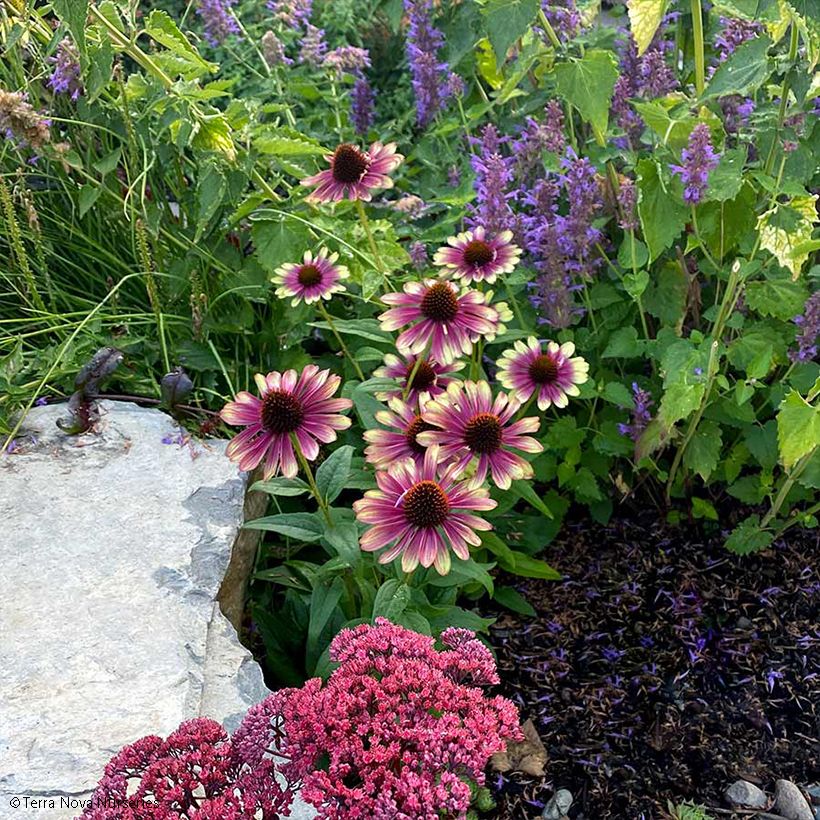 Echinacea Sweet Sandia - Echinacée (Plant habit)