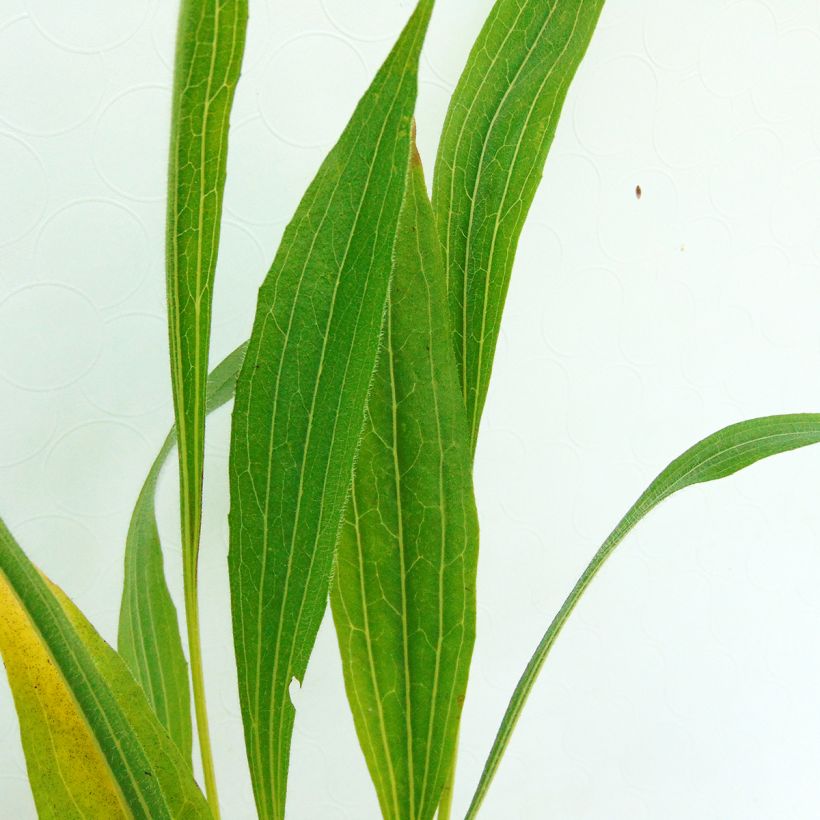 Echinacea pallida - Echinacée (Foliage)
