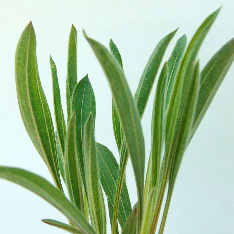Echinacea pallida Hula Dancer (Foliage)