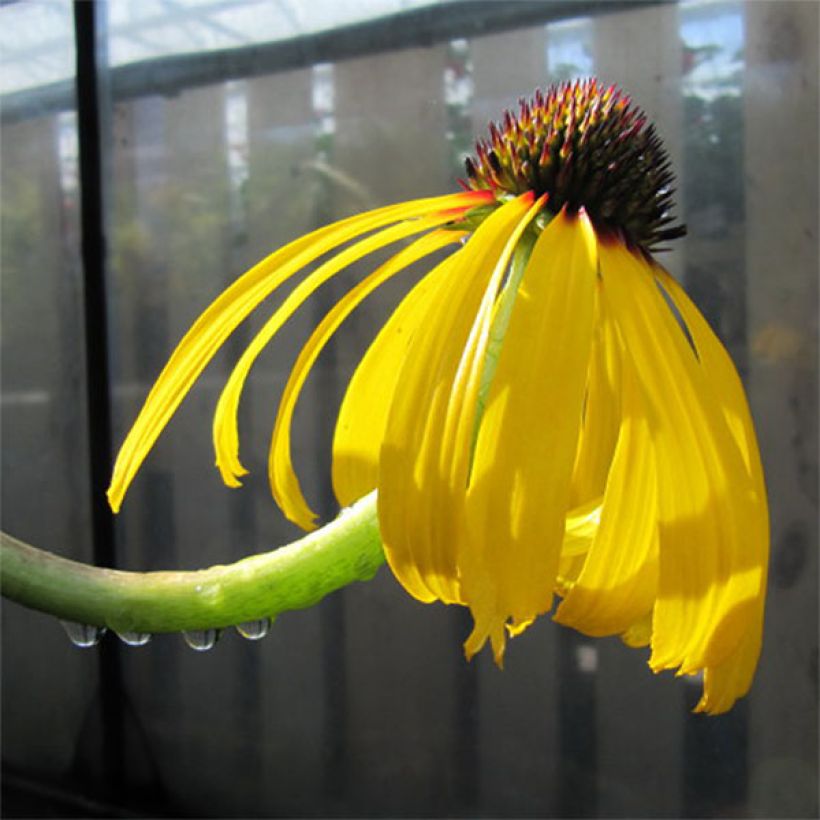 Echinacea paradoxa - Echinacée jaune (Flowering)