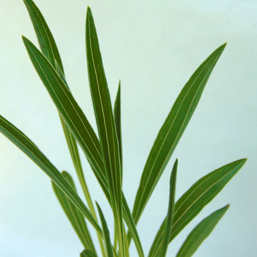 Echinacea paradoxa - Echinacée jaune (Foliage)