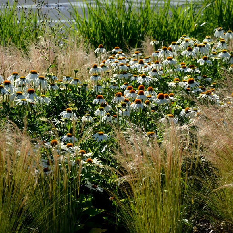 Echinacea purpurea Alba - Echinacée (Plant habit)