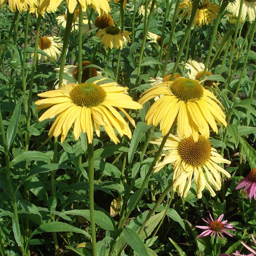 Echinacea purpurea Daydream - Echinacée (Plant habit)