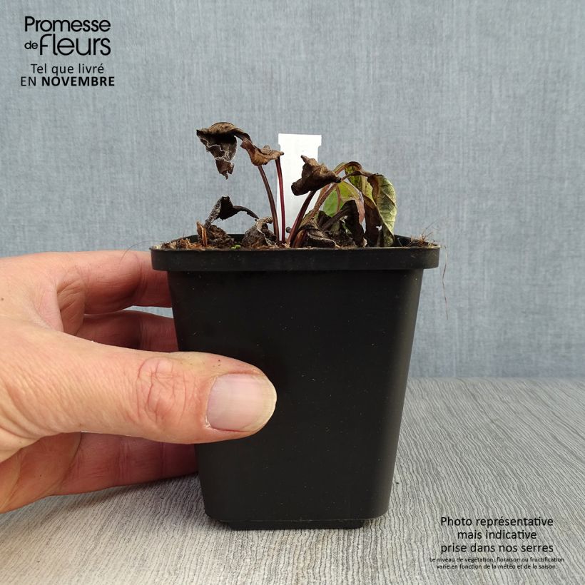 Example of Echinacée Magnus Godet de 8/9 cm as you get in automne
