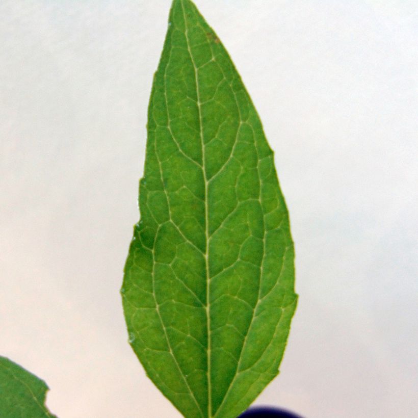 Echinacea purpurea Meringue - Echinacée (Foliage)
