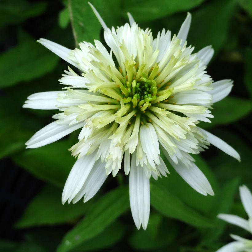 Echinacea purpurea Meringue - Echinacée (Flowering)