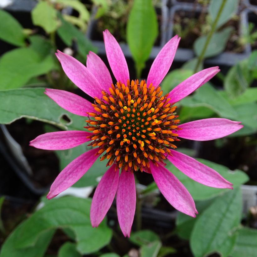 Echinacea purpurea Pica Bella - Echinacée (Flowering)