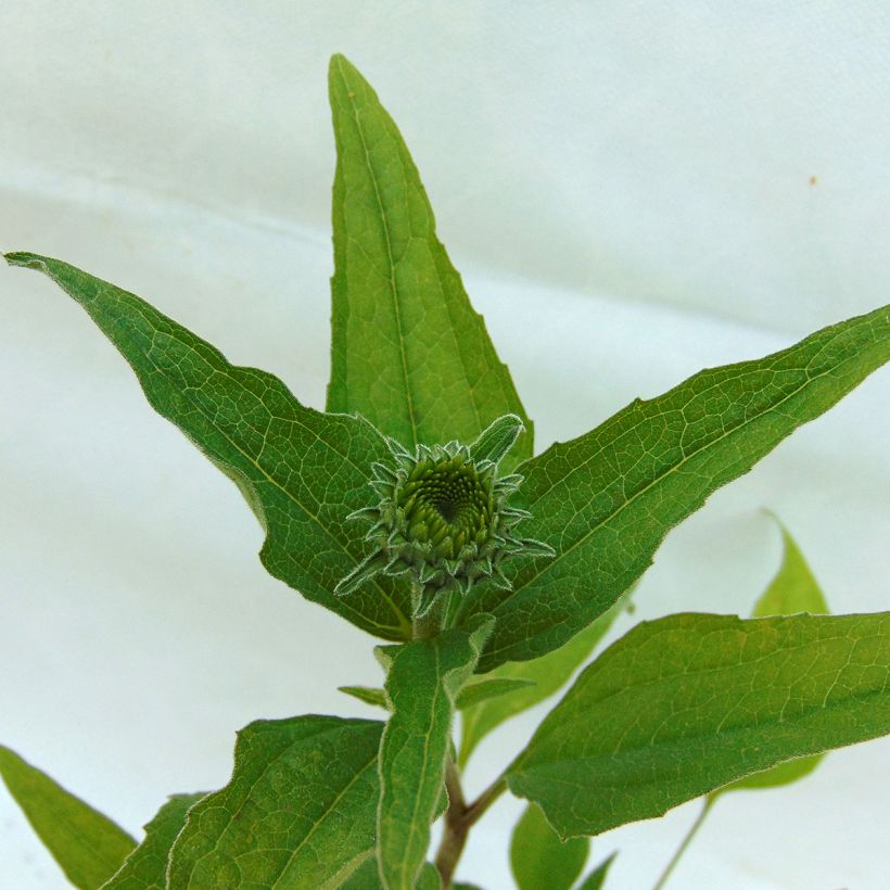 Echinacea purpurea Summer Cocktail (Foliage)