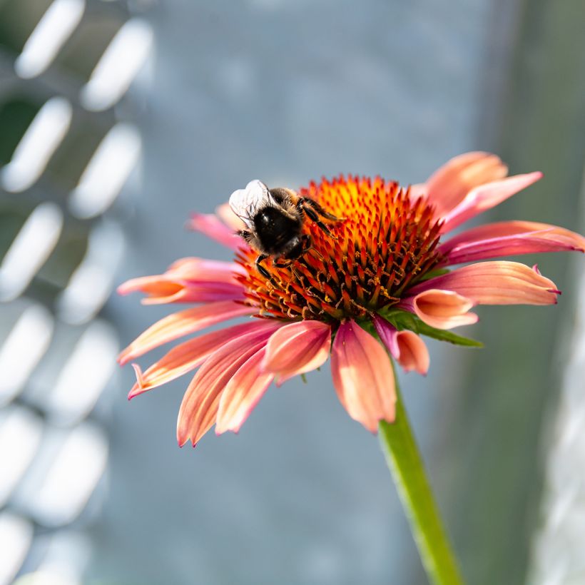 Echinacea purpurea Sundown - Rudbeckia pourpre (Flowering)