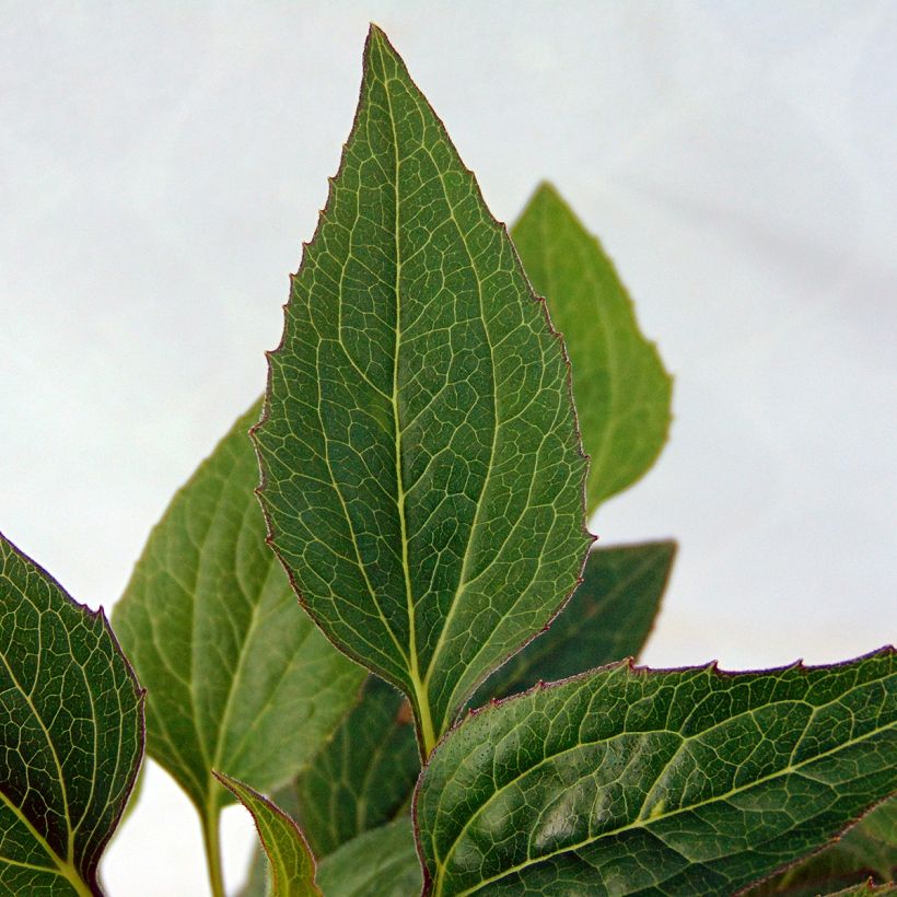Echinacea purpurea The King - Echinacée (Foliage)