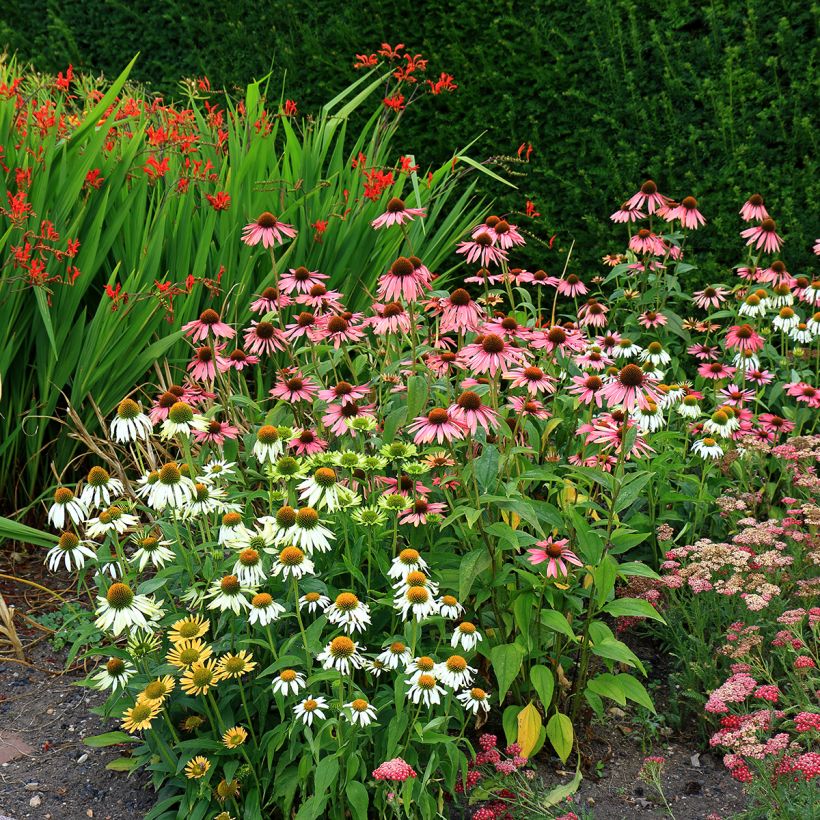 Graines d'Echinacea purpurea White Swan BIO - Echinacée blanche (Plant habit)