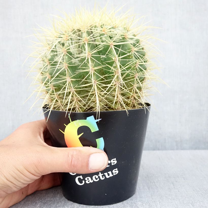 Example of Echinocactus grusonii - Coussin de Belle-mère Pot de 12 cm / 13 cm as you get in automne
