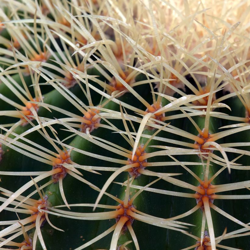 Echinocactus grusonii - Coussin de Belle-mère (Foliage)