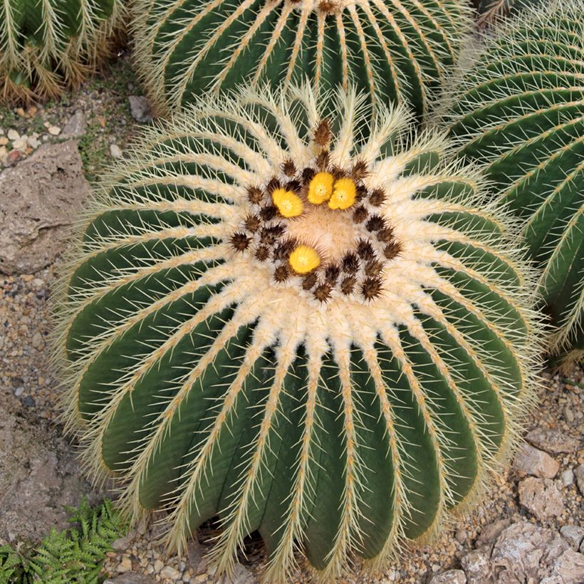 Echinocactus grusonii - Coussin de Belle-mère (Flowering)