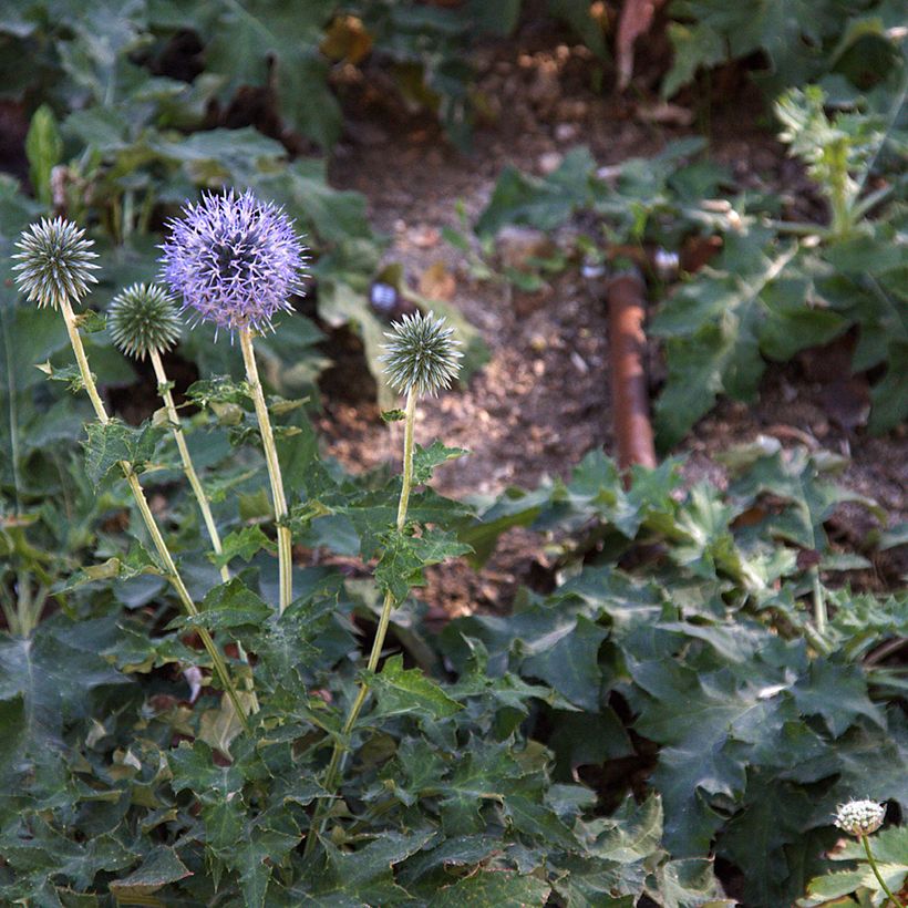 Echinops bannaticus Blue Glow - Boule azurée (Plant habit)