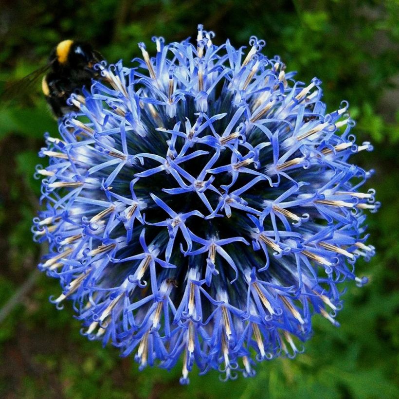 Echinops bannaticus Taplow Blue - Chardon boule (Flowering)
