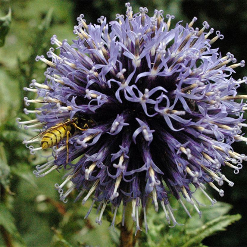 Echinops bannaticus Blue Globe - Boule azurée (Flowering)