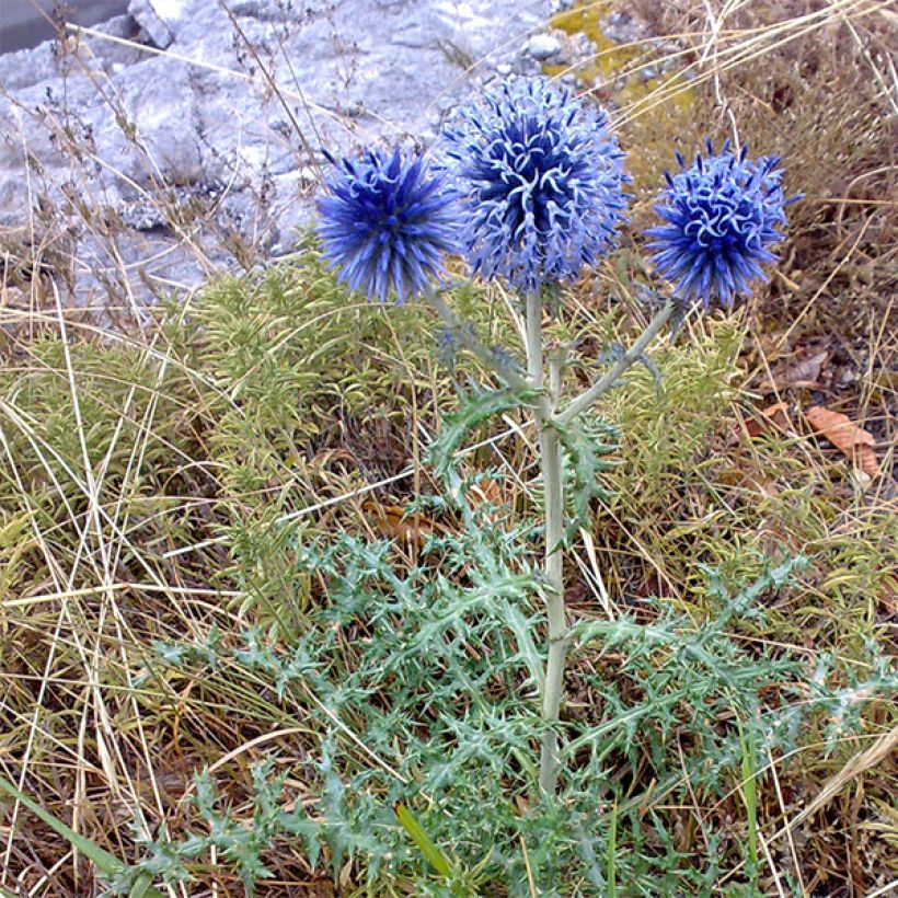 Echinops bannaticus Blue Globe - Boule azurée (Plant habit)