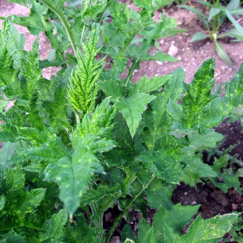 Echinops sphaerocephalus - Boule azurée (Foliage)