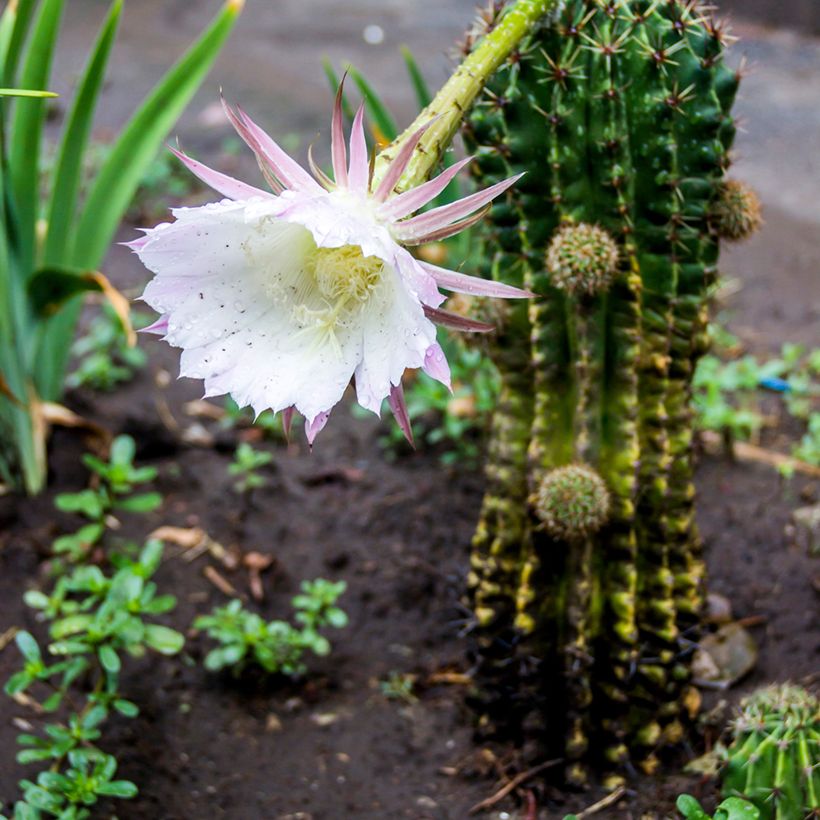 Echinopsis multiplex - Boule de Moïse (Plant habit)