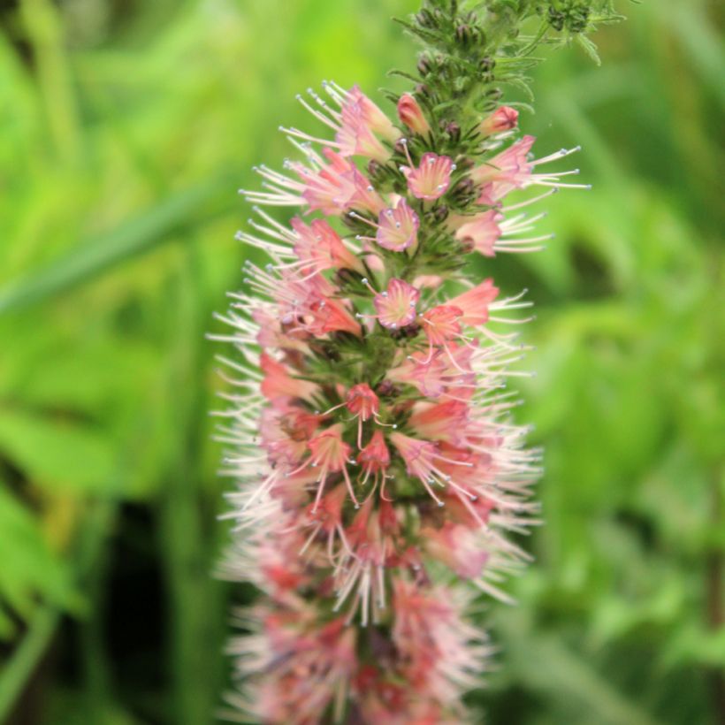 Echium amoenum Red Feathers - Vipérine rouge (Flowering)