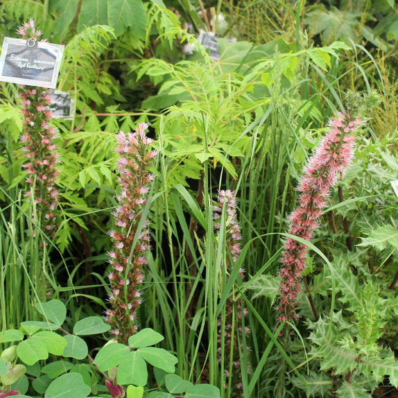 Echium amoenum Red Feathers - Vipérine rouge (Plant habit)