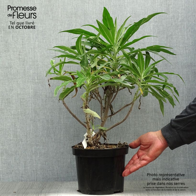 Example of Echium fastuosum (candicans) - Vipérine de Madère Pot de 3L/4L as you get in automne