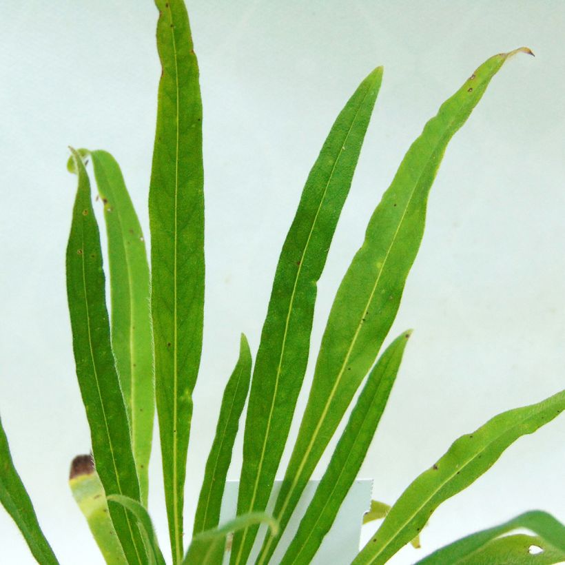 Echium russicum -  Vipérine de Russie (Foliage)