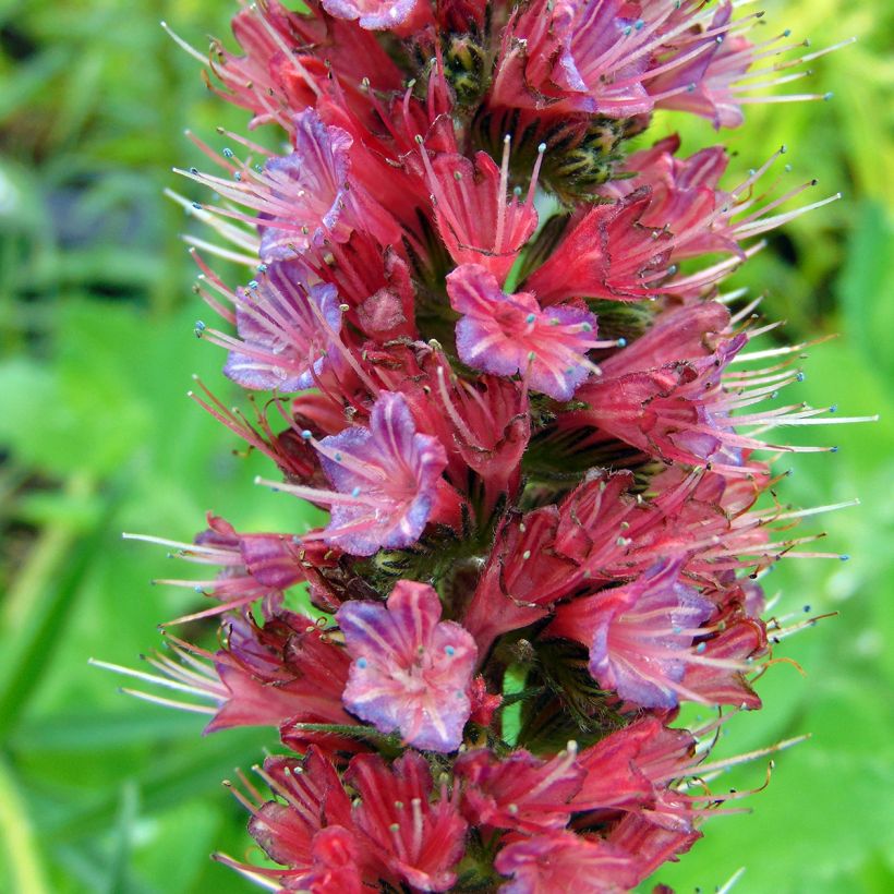 Echium russicum -  Vipérine de Russie (Flowering)