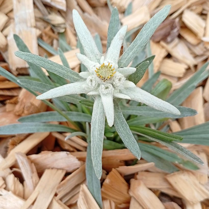 Edelweiss des Alpes, Leontopodium alpinum (Plant habit)
