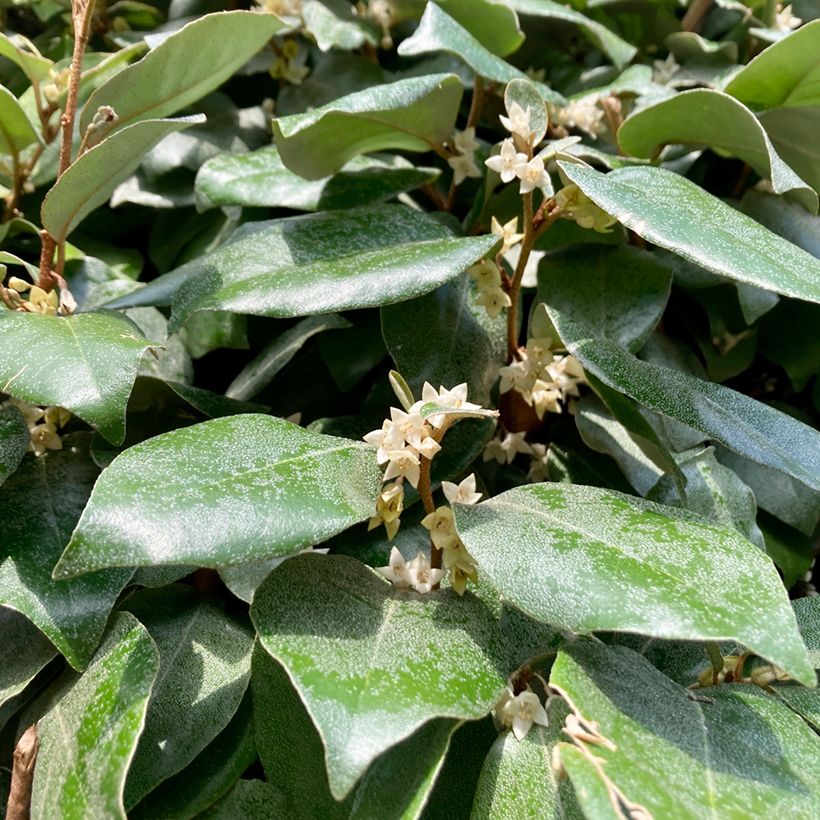 Elaeagnus ebbingei Compacta - Chalef (Flowering)