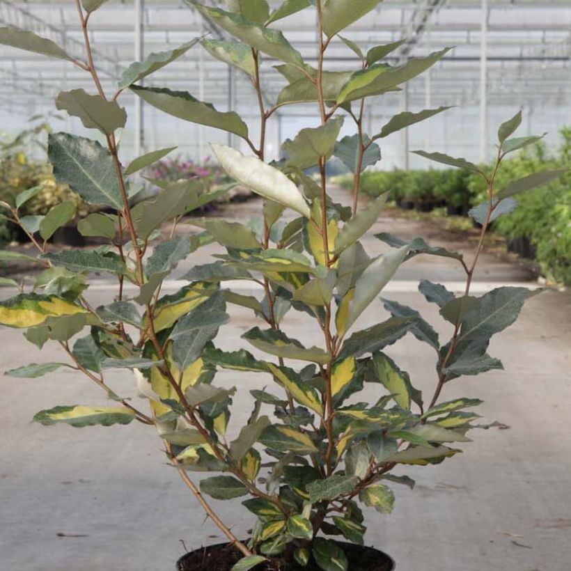 Elaeagnus ebbingei Eleador - Chalef (Plant habit)