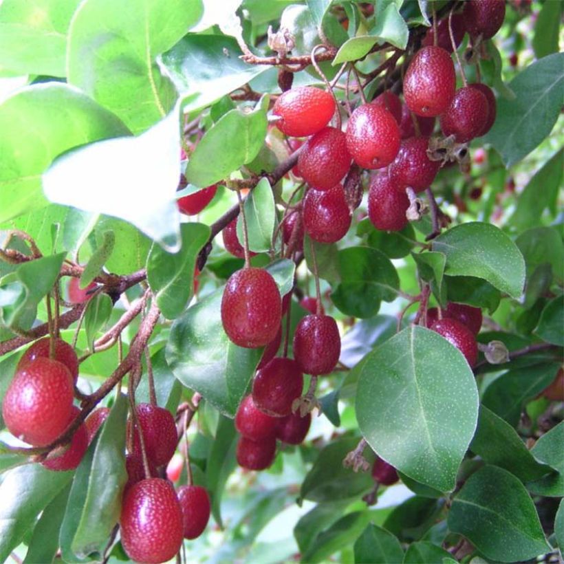 Elaeagnus multiflora - Goumi du Japon (Harvest)
