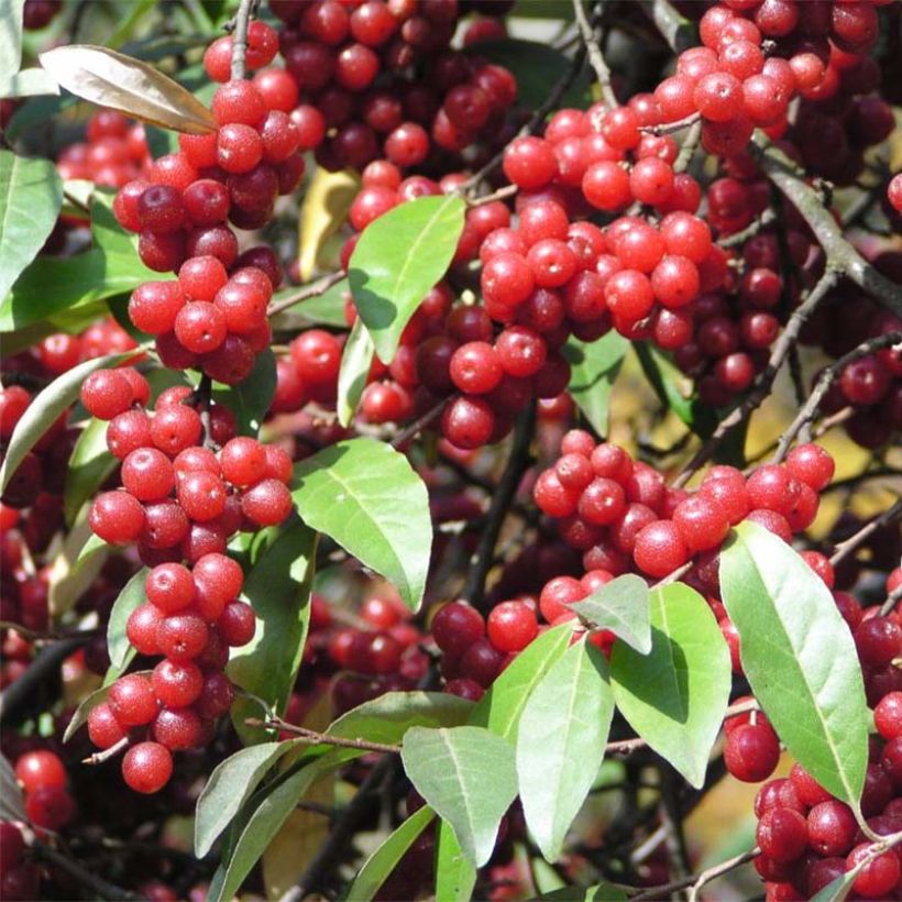 Elaeagnus umbellata - Chalef d'automne (Harvest)