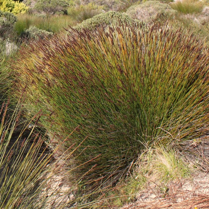 Elegia tectorum Fish Hoek - Restio (Plant habit)