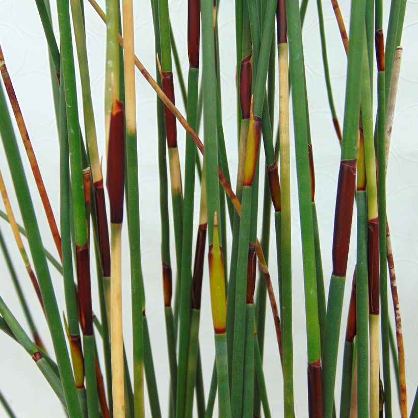 Elegia tectorum Fish Hoek - Restio (Foliage)