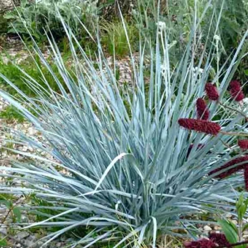 Elymus magellanicus - Agropyron (Plant habit)