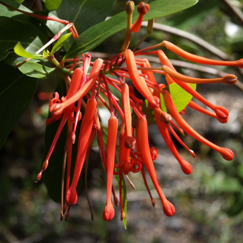 Embothrium coccineum Lanceolatum - Arbre de feu (Flowering)