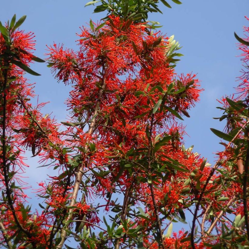 Embothrium coccineum Lanceolatum - Arbre de feu (Plant habit)