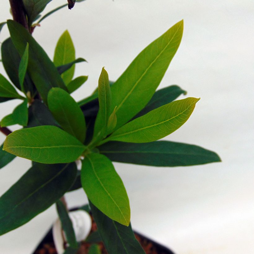 Embothrium coccineum Lanceolatum - Arbre de feu (Foliage)