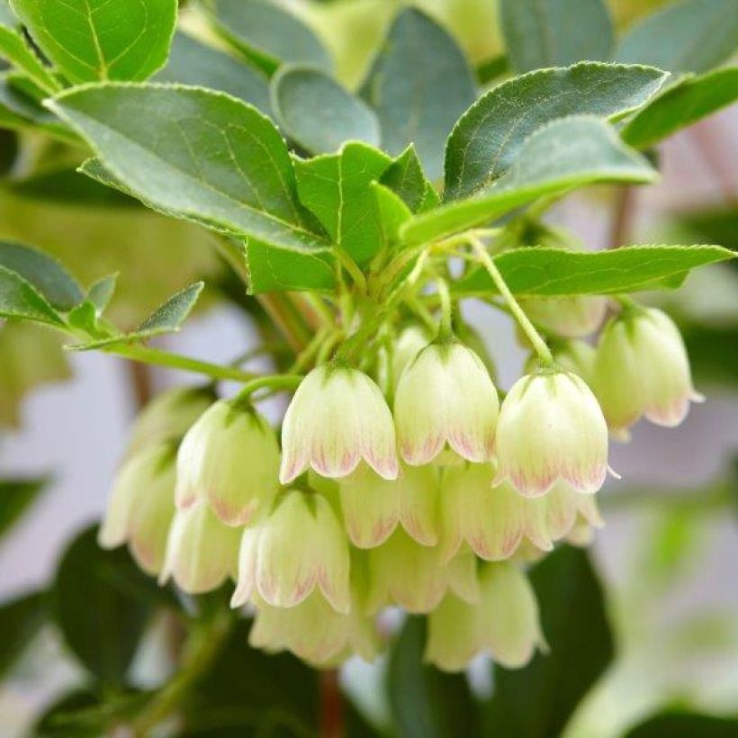 Enkianthus campanulatus Prettycoat - Andromède campanulée  (Flowering)