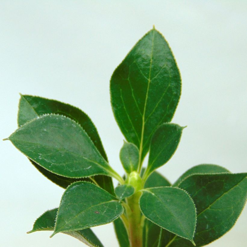 Enkianthus campanulatus - Andromède campanulée (Foliage)