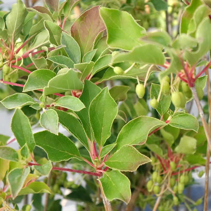 Enkianthus campanulatus Prettycoat - Andromède campanulée  (Foliage)