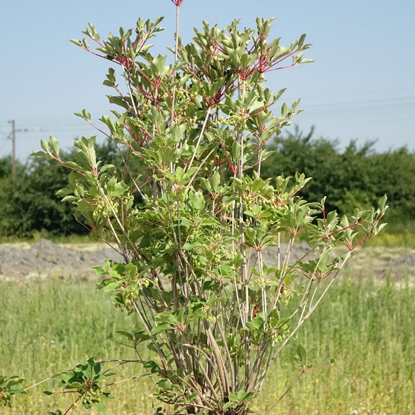 Enkianthus campanulatus Prettycoat - Andromède campanulée  (Plant habit)